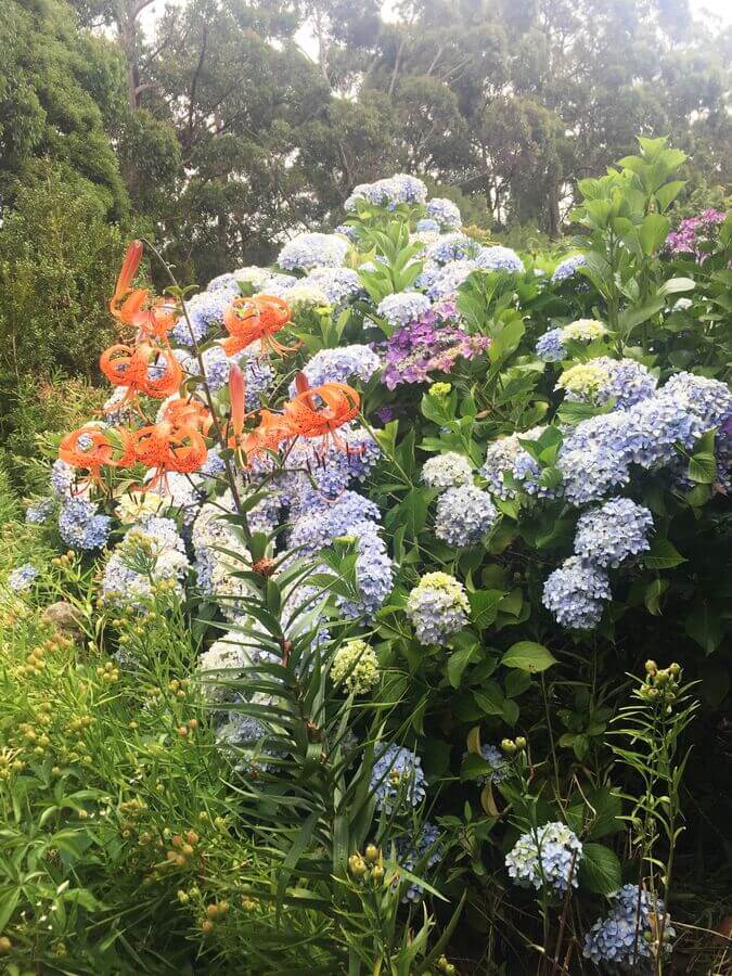 Flowers at Cosy-Gum Cottage - Inala Country Retreat Daylesford